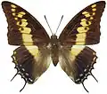 Charaxes castorCharaxinae