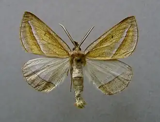 Пяденица красивая