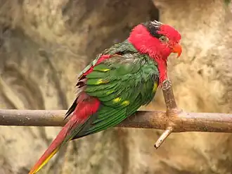 Charmosyna josefinae