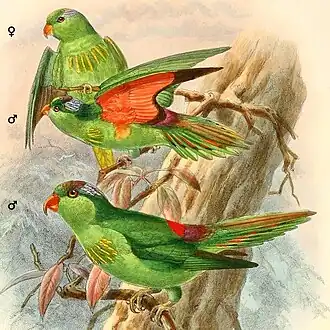 Самка вверху, ниже самцы