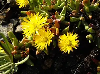 Chasmatophyllum musculinum