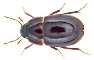 Chasmogenus abnormalis