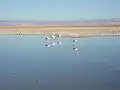 Андские фламинго в лагуне Чаха