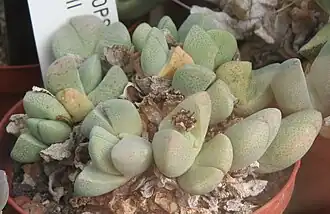 Cheiridopsis brownii