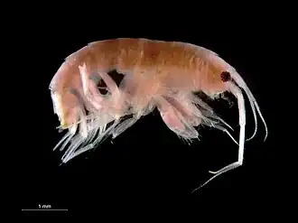 Cheirocratus sundevalli (Cheirocratidae)