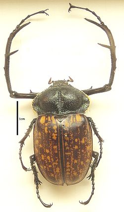 Cheirotonus macleayi