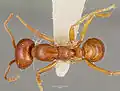 Cheliomyrmex megalonyx