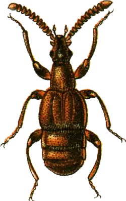 Chennium bituberculatum