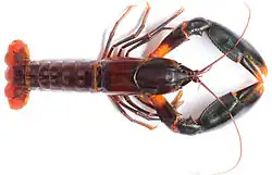 Cherax snowden
