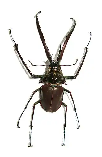 Рогач Гранта