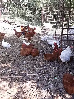Куры в селе Бжни