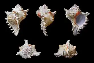 Раковины моллюска с разных ракурсов