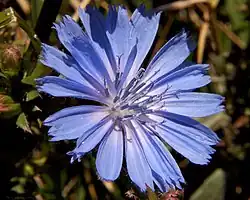 Корзиночное соцветие цикория. Венчики язычковых цветков состоят из пяти сросшихся лепестков и выглядят как отдельные лепестки «цветка»-антодия