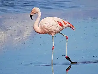 Чилийский фламинго24 октября 2020