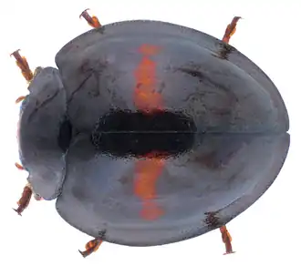 Chilocorus bipustulatus