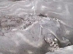 Мумии Чинчорро в Арике, Чили