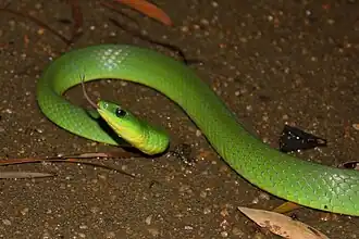 Китайский энтехинус