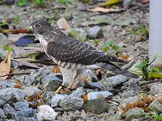Короткопалый ястреб (Tachyspiza soloensis)