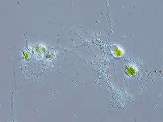 Chlorarachnion reptans