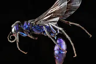 Самка осы Chlorion aerarium