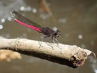 Chlorocypha consueta, самец