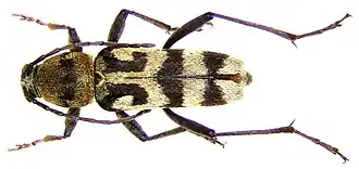 Усач изменчивый