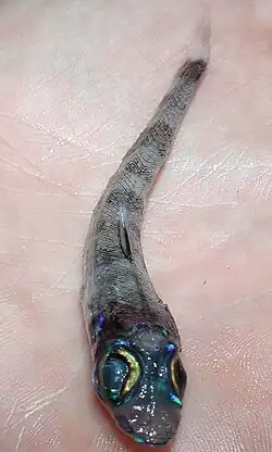 Зеленоглазковые