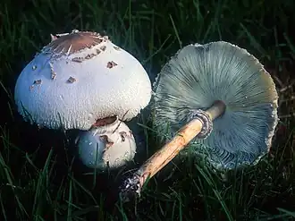 Хлорофиллум свинцовошлаковый