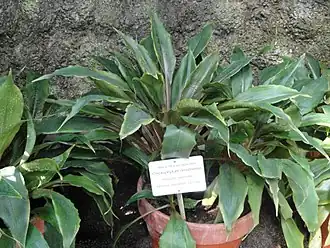 Chlorophytum filipendulum subsp. amaniense в горшечной культуре. Ботанический сад Хельсинкского университета в Кайсаниеми