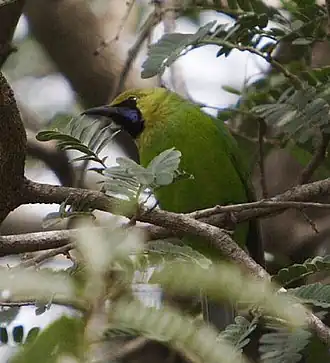 Chloropsis cochinchinensis