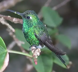 Кубинский изумрудный колибри
