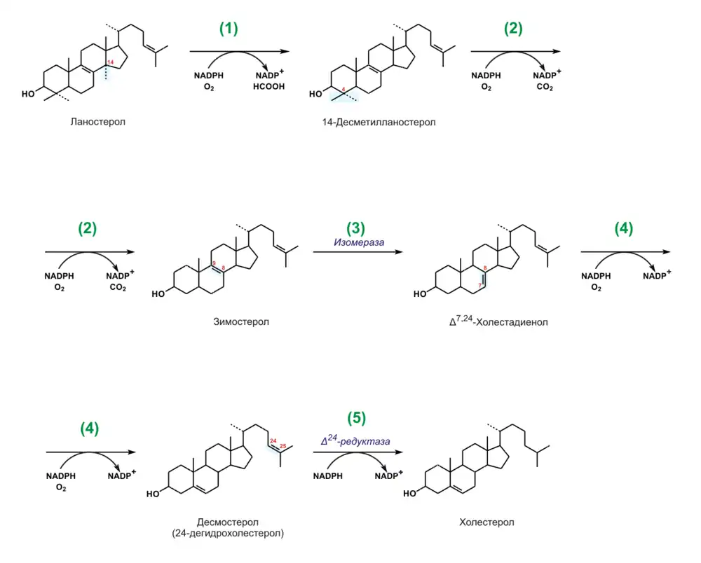 Синтез холестерина из ланостерина