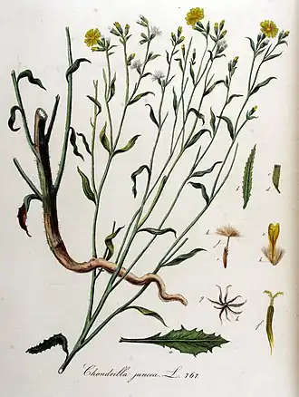 Хондрилла ситниковидная. Ботаническая иллюстрация из книги Яна Копса Flora Batava, 1800—1934