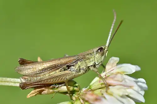 коричнево-зеленый самец Chorthippus albomarginatus сидит на цветке клевера