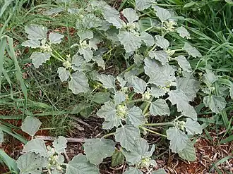 Хрозофора красильная