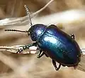 Chrysochus cobaltinus