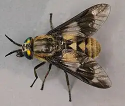 Chrysops relictus (Chrysopsinae)