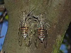 Cicada orni, спаривание