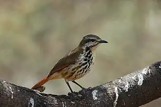 Пятнистая цихладуса