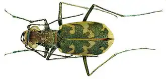 Песчаный скакун (Cicindela arenaria)