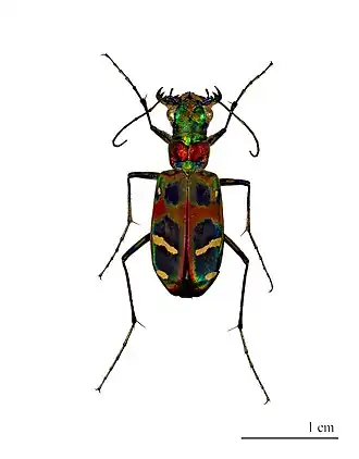 Cicindela chinensis flammifera