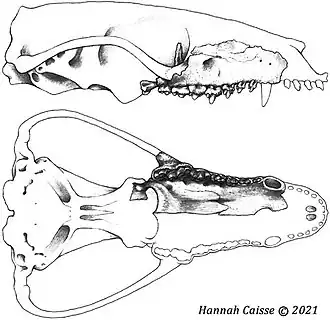 Реконструкция черепа и предполагаемое положение фрагмента OMNH 80538 в нём