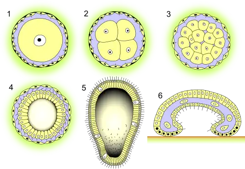 Цинктобластульный тип развития. 1 — яйцо, 2 — дробление, 3 — морула, 4 — целобластула, 5 — цинктобластула, 6 — метаморфоз