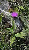 Бодяк разнолистный  (Cirsium heterophyllum)