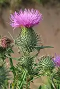 Бодяк обыкновенный  (Cirsium vulgare)