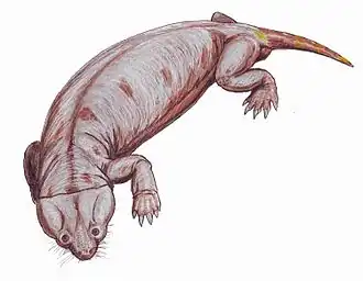 Cistecephalus microrhinus