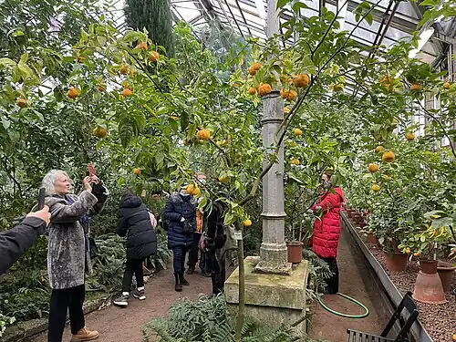 Оранжерея №2. Цитрусовые