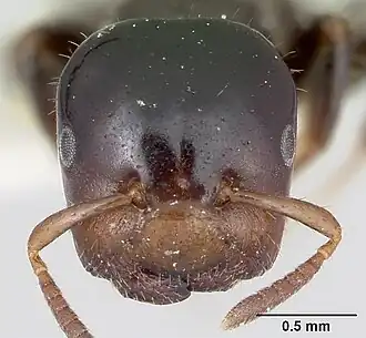 Муравей Cladomyrma hewitti