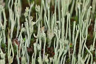 Cladonia subulata