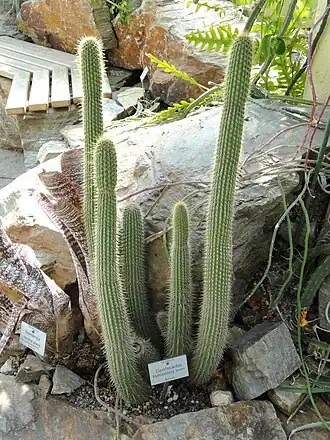 Кактус Cleistocactus tominensis в ботаническом саду Мюнхен-Нимфенбург (Германия).